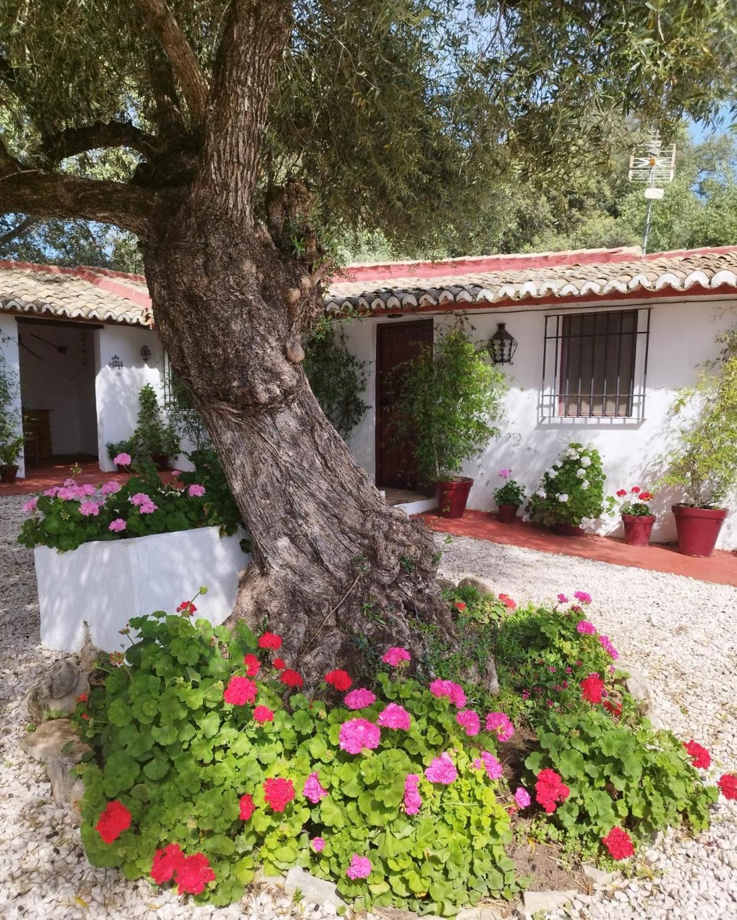 Casa Abanto Villa Ronda Eksteriør bilde