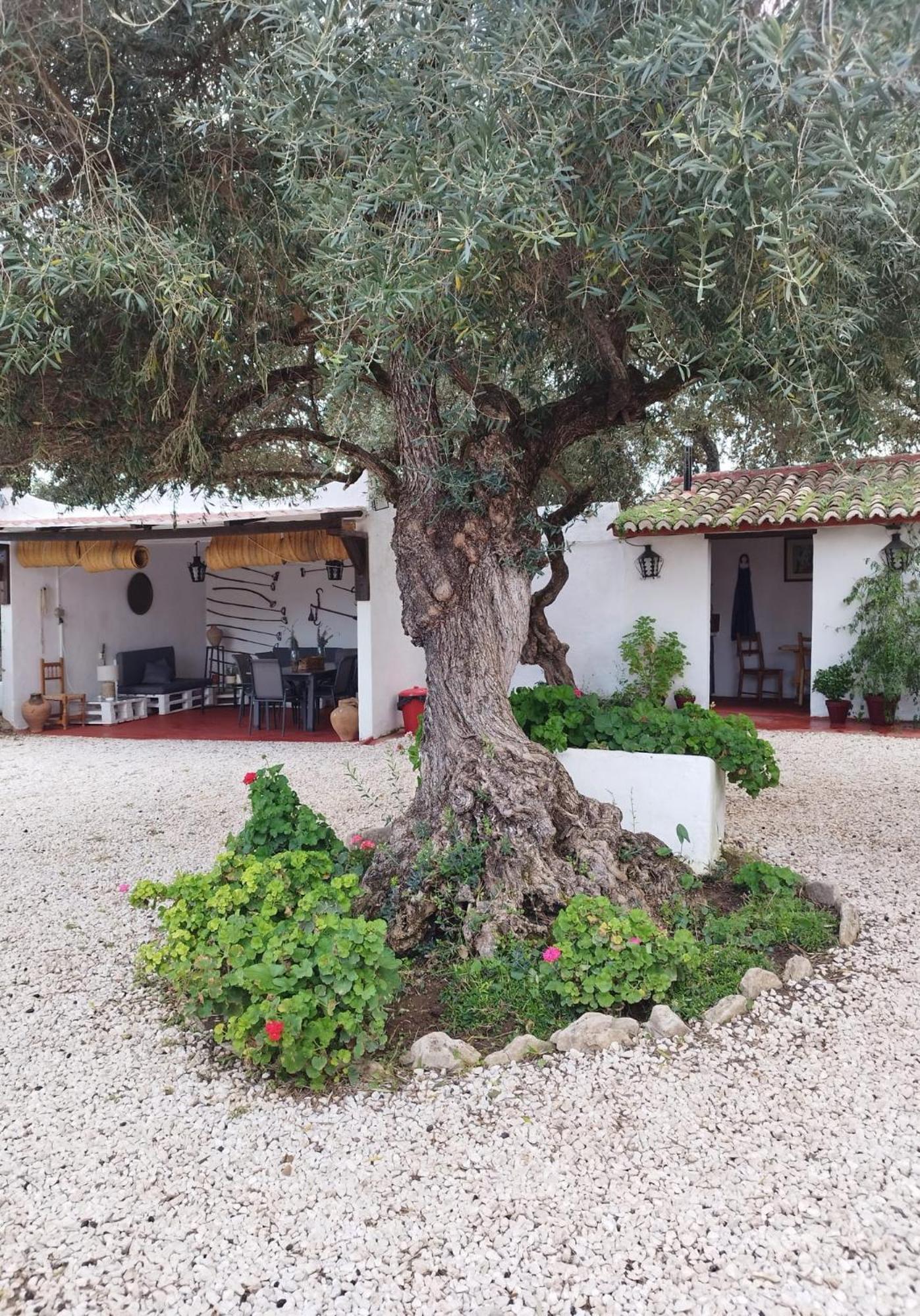 Casa Abanto Villa Ronda Eksteriør bilde